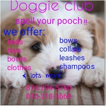 Doggie Items ,beds ,bowls,clothes .ect