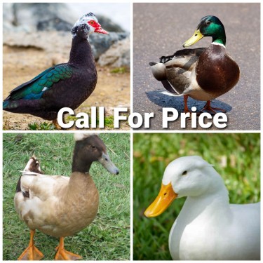 Imported Ducks For Sale 