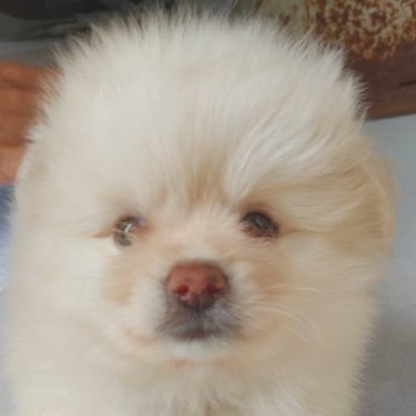 Male Pomeranian Puppy For Sale