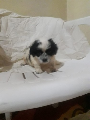 Shih-poo Puppies Available 