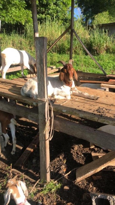 Graded Boer Ram Goat For Sale 