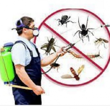 Pest Controle Service 