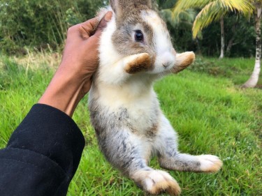 Rabbits For Sale 