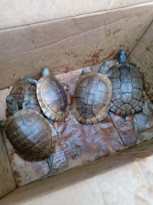 Turtles For Sale 6,000 A Pair