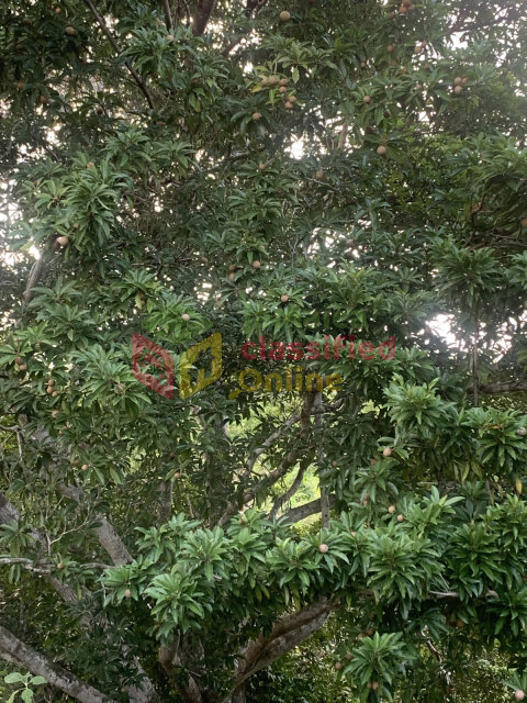 1/4 Acre