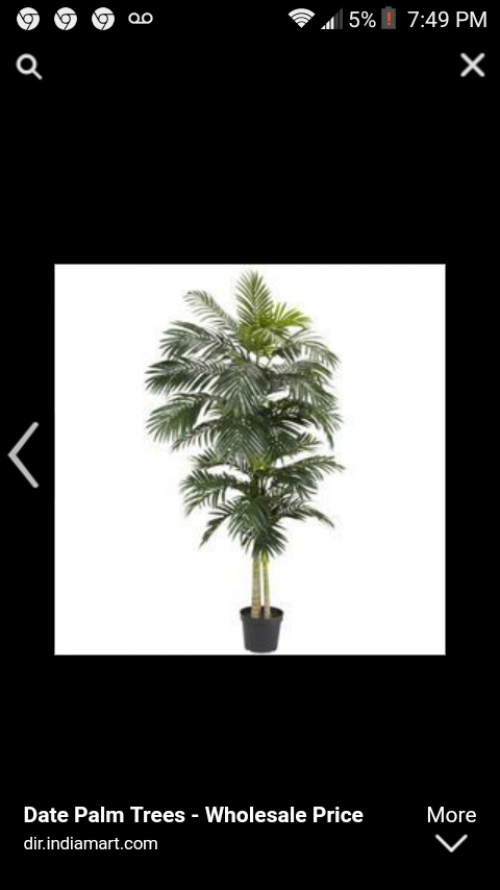 I'm Selling Palm Tree And So On Now,come On 