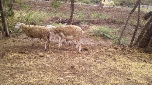 Male Sheeps