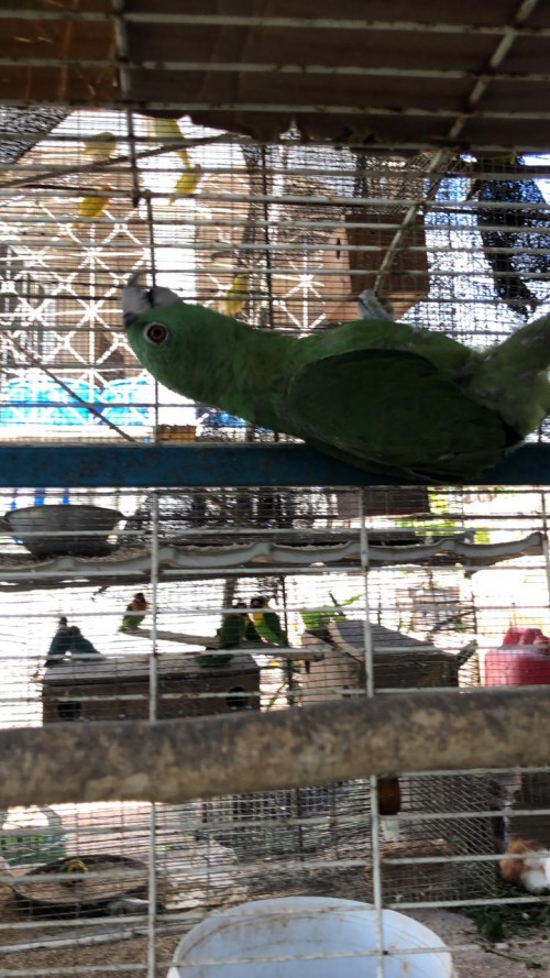 Yellow Nape Amazon Parrot