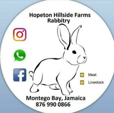 Healthy Affordable Rabbits