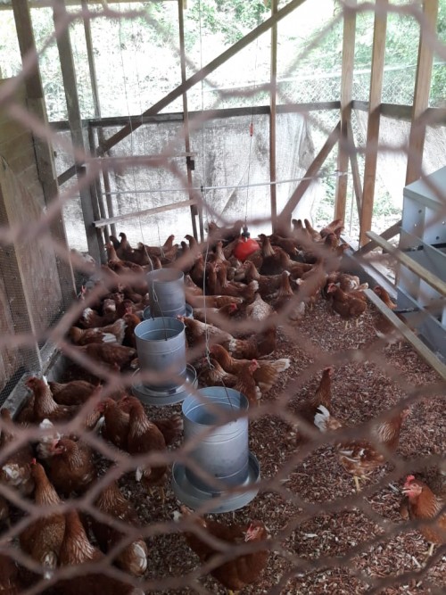 Layer Business For Sale 280 Hen Operation