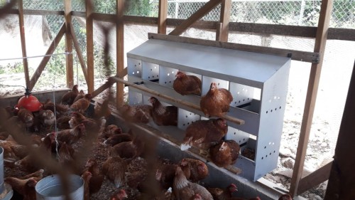 Layer Business For Sale 280 Hen Operation