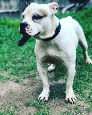 American Bull Dog Up For Stud 