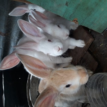 Rabbits For Sale Not Sure Of The Breed Tho
