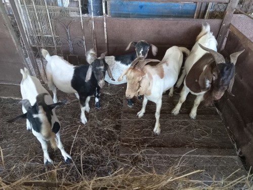 Graded Ram Goats