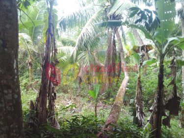 5  1/4  Acres Farm Land In Burnt Ground, Hanover