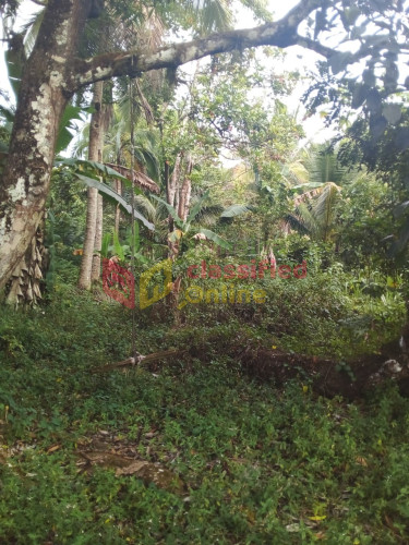 5  1/4  Acres Farm Land In Burnt Ground, Hanover