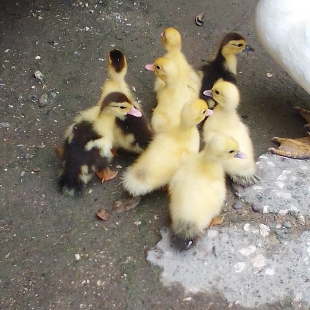 Baby Ducks For Sale(Pair)