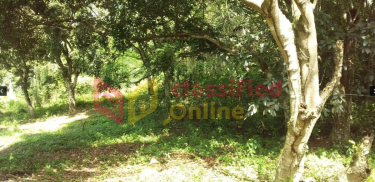 19 Acres Of Land Huntley Castle, St Elizabeth Land Huntley Castle, Pisgah