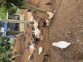 Heritage Chickens /Common Fowls 