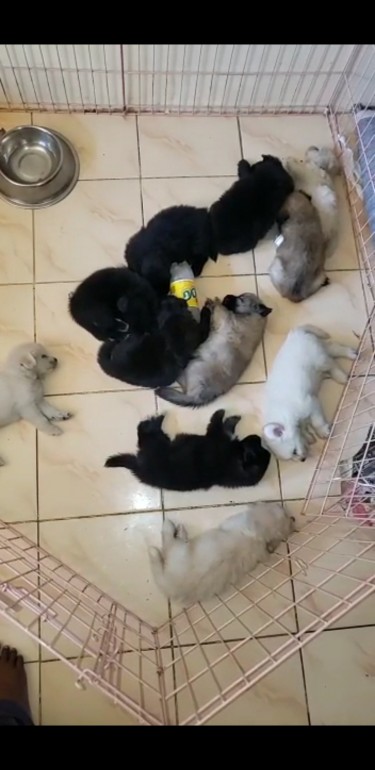 Mixed Pomeranian Puppies Available 