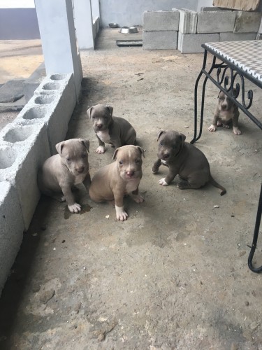 Straight Pitbull Puppies (not Mixed)