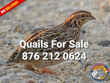 Quails For Sale 