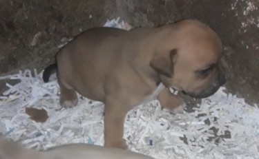 Bulldog Pit Mix Want To Trade For Rottweiler 