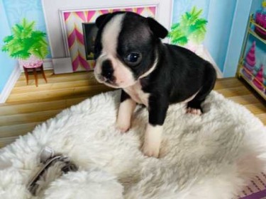 Amazing Boston Terrier Puppies, Male And Female