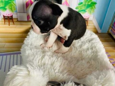 Amazing Boston Terrier Puppies, Male And Female