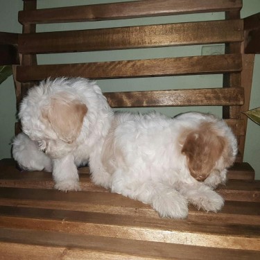 Two Male Poodle Puppies 