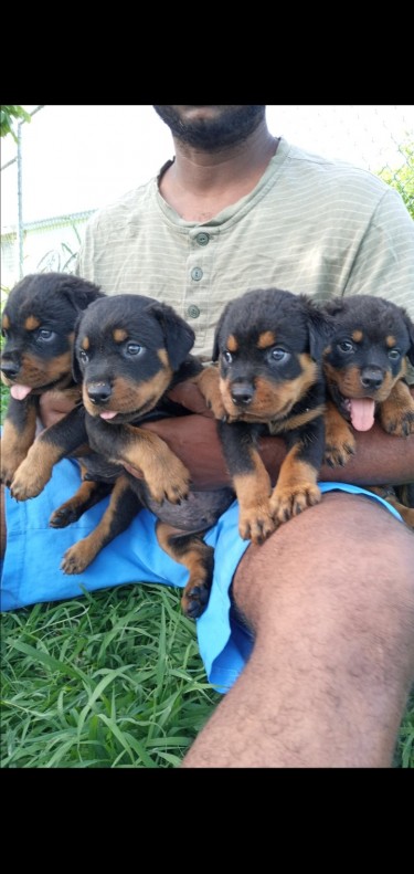 Rottweiler Puppies 6 Weeks Old  4 Male