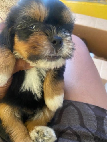 Shihtuz Puppy 