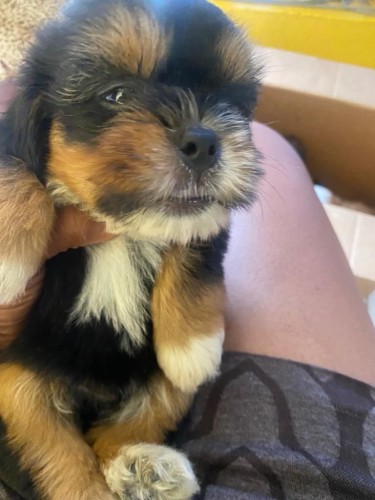 Shihtuz Puppy 