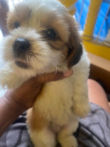 Shihtuz Puppy 