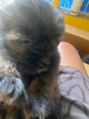Shihtuz Puppy 