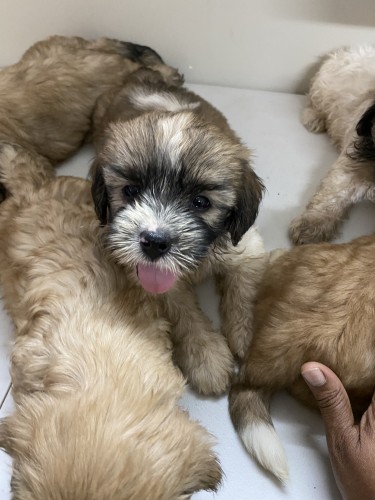 7 Weeks Old Registered Male Pups