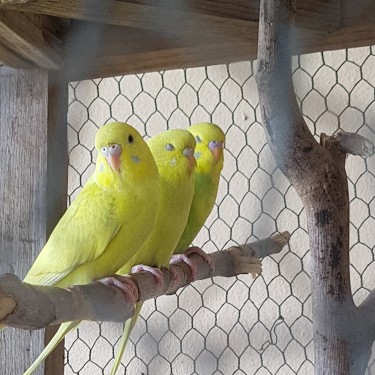 Budgie(Parakeets)