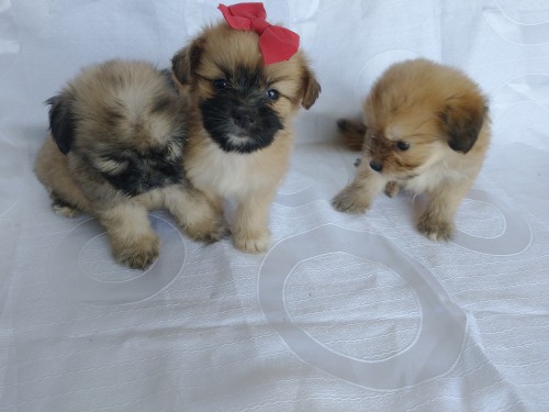 Terrier Mix Puppies For Sale