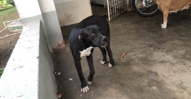 8 Months Old Male Pitbull Dog 
