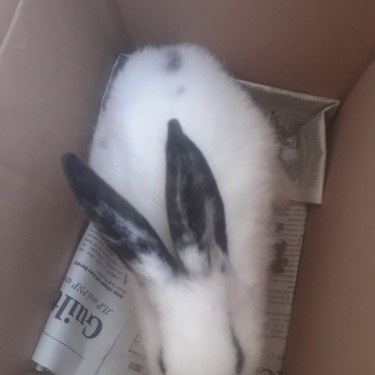 Rabbits Are Available!!!