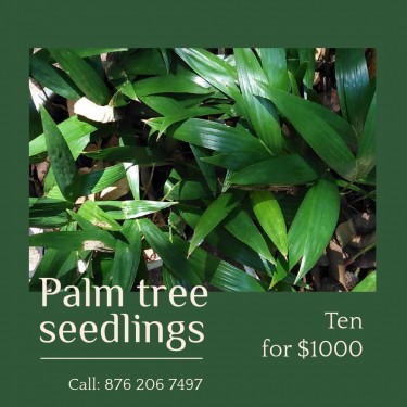 Palm Tree Seedlings 