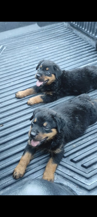 Unregistered Rottweilers
