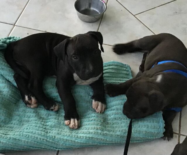 American Bully Puppies Pure Breed