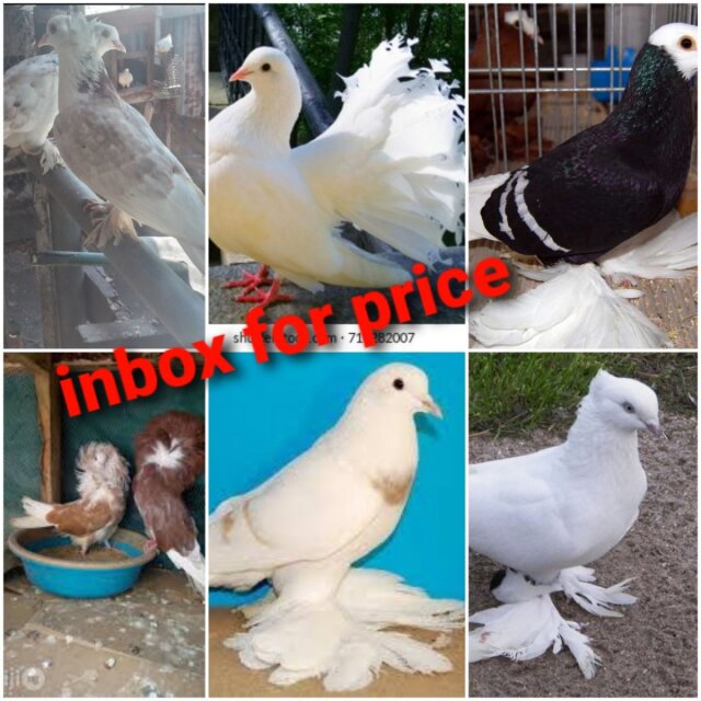 Fancy Pigeons