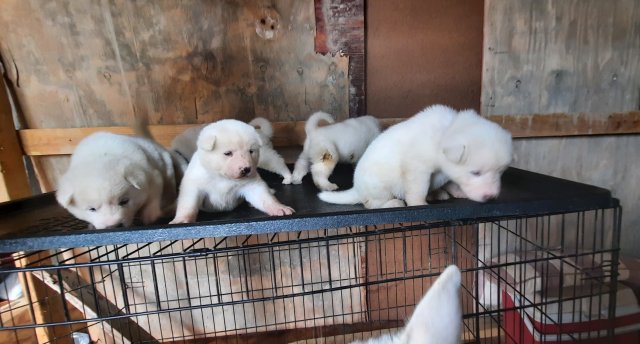Akita Pups For Rehoming
