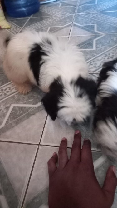 Male Shih Tzu Poodles Black And White