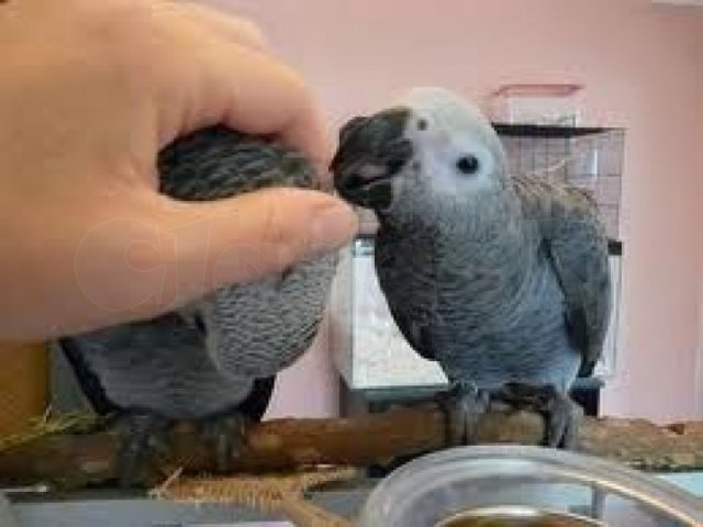 Male And Female African Grey Parrots