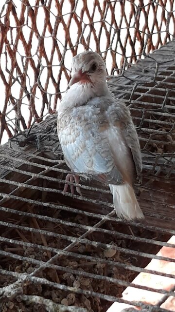 Diamond Dove Birds