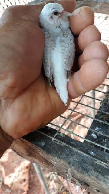 Diamond Dove Birds