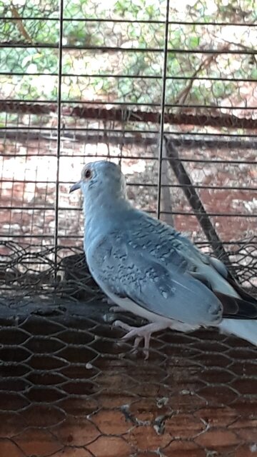 Diamond Dove Birds